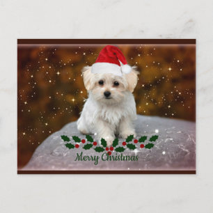 Cartão Postal Maltês Puppy Natal