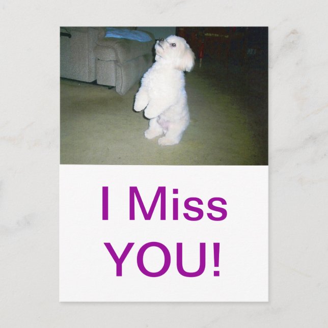 Cartão Postal Maltês Sentado (Frente)