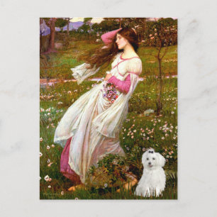 Cartão Postal MALTESE 10 - Flores do Vento