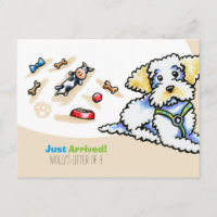 Maltipoo Misturado Raça Nova Filupa Social