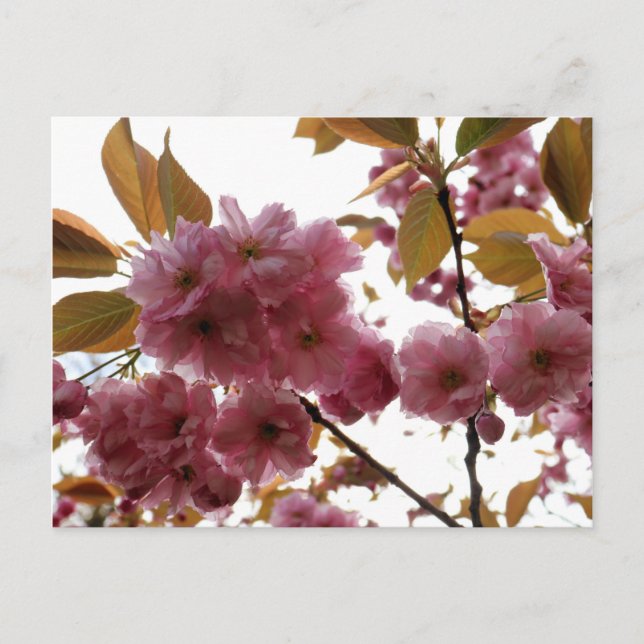 Cartão Postal Malus Brandywine Crabapple Blossom (Frente)