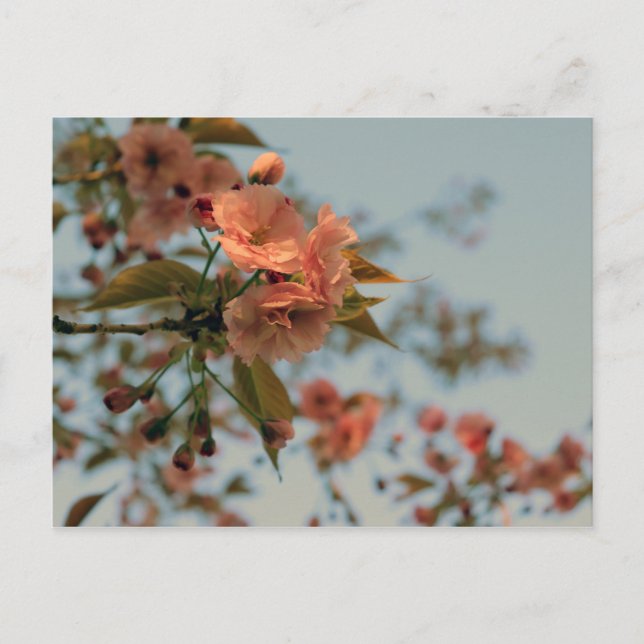 Cartão Postal Malus Brandywine Crabapple Blossom (Frente)