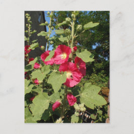Cartão Postal Malvarisas Rosa