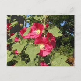Cartão Postal Malvariscas Rosa