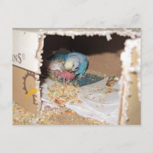 Cartão Postal Mama Dexter E Baby Rufus