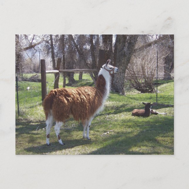 Cartão Postal Mama do lama e Lama do bebê (Frente)