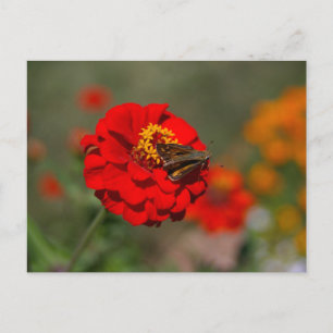 Cartão Postal Mama e Zinnia Vermelha