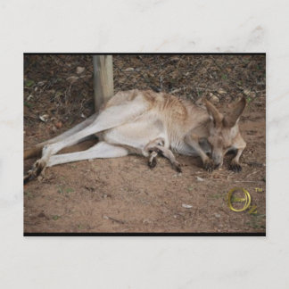 Cartão Postal Mama Kangaroo com Joey em Pouch