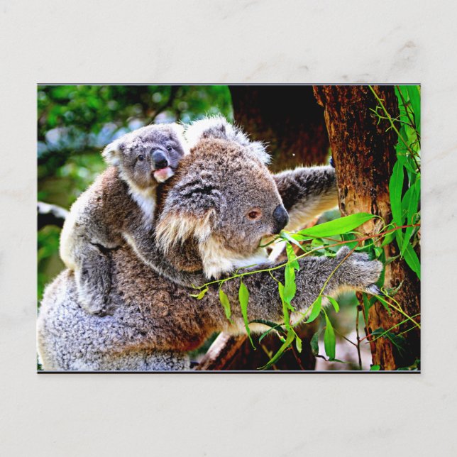 Cartão Postal Mama Koala e Baby Joey em uma árvore (Frente)