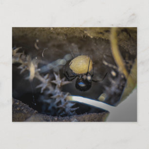 Cartão Postal mama negra