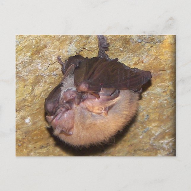 Cartão Postal Mamãe Bat e Bebês (Frente)