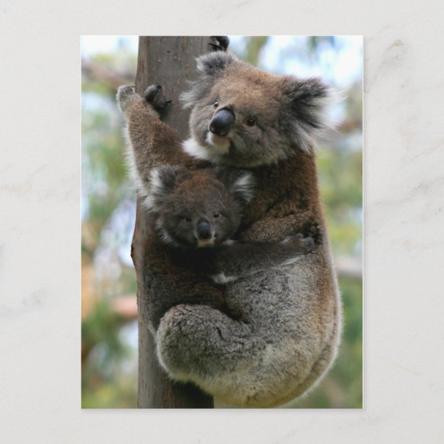 Cartão Postal Mamãe e Baby Koala (Frente)