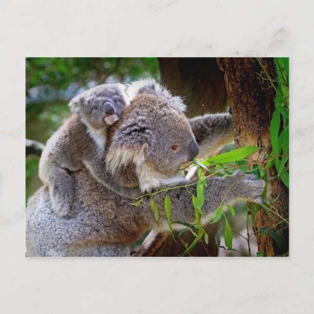 Cartão Postal Mamãe e Baby Koalas (Frente)