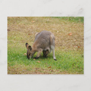 Cartão Postal Mamãe e Bebê Bonito Carente Wallaby