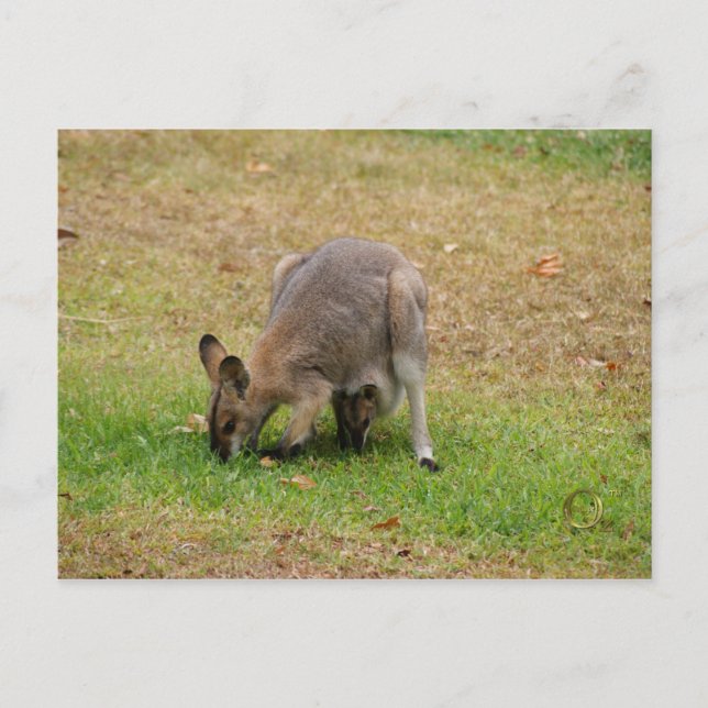 Cartão Postal Mamãe e Bebê Bonito Carente Wallaby (Frente)