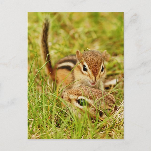 Cartão Postal Mamãe e Bebê Esquilo-Listrado (Frente)