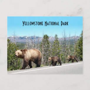 Cartão Postal Mamãe e Cubs de Urso Grizzly Selvagem em Yellowst