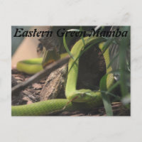 Mamba Verde Oriental