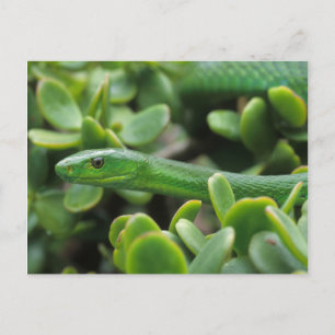 Cartão Postal Mamba-verde-oriental (Dendroaspis angusticeps)