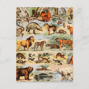 Cartão Postal Mammal Kingdom