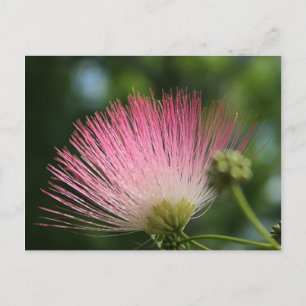 Cartão Postal Mamosa