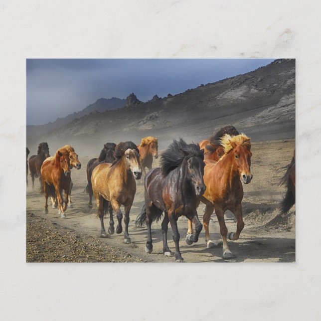 Cartão Postal Manada de Cavalos Pretos e Marrons (Frente)