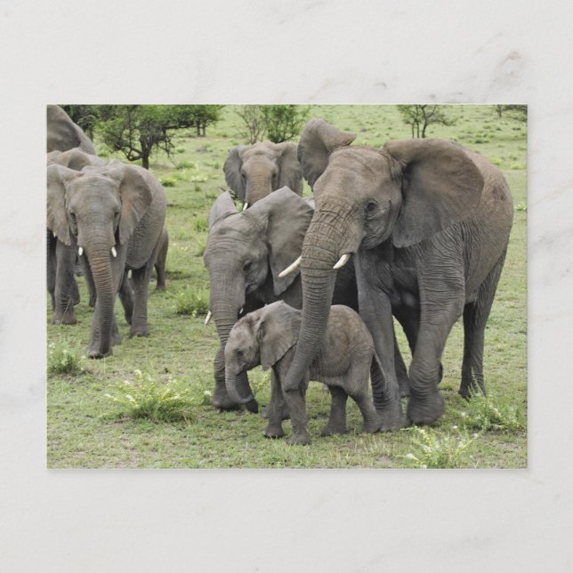 Cartão Postal Manada de Elefantes Africanos (Frente)