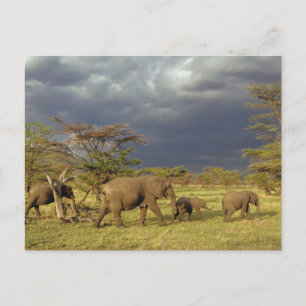 Cartão Postal Manada de elefantes africanos, Loxodonta africana,