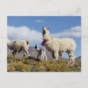 Cartão Postal Manada de lama decorada nas montanhas Puna, Andes 