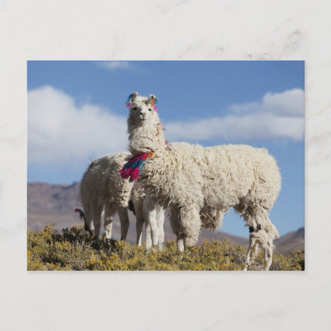 Cartão Postal Manada de lama decorada nas montanhas Puna, Andes (Frente)