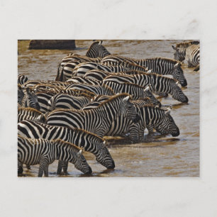 Cartão Postal Manada de Zebras de Burchell bebendo do Mara