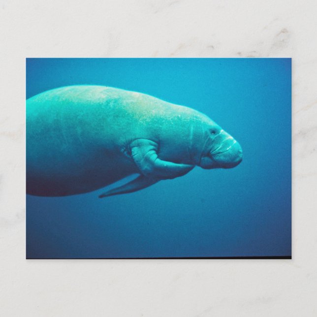 Cartão Postal Manatee Scratching (Frente)