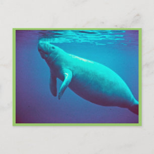 Cartão Postal Manatee Surface to Breathe