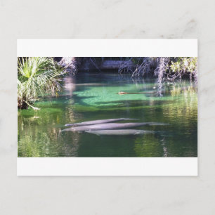 Cartão Postal Manatees