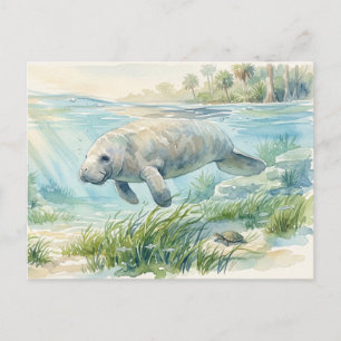 Cartão Postal Manatim Floridano em Aquarela