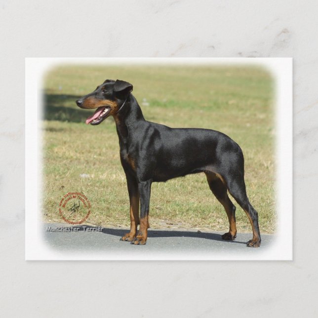 Cartão Postal Manchester Terrier (Frente)