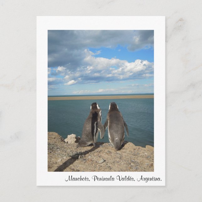 Cartão Postal Manchots (Frente)