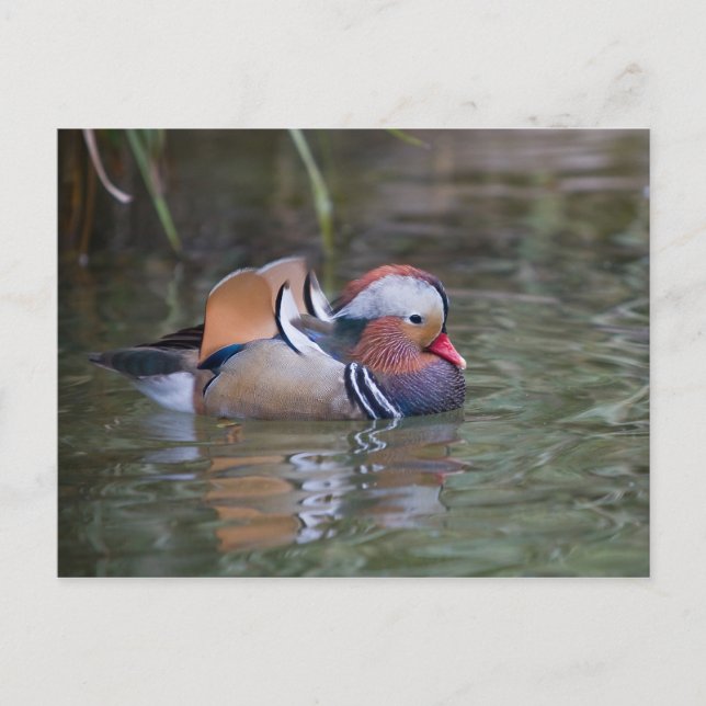 Cartão Postal Mandarin Duck (Frente)