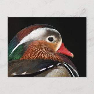 Cartão Postal Mandarin Duck