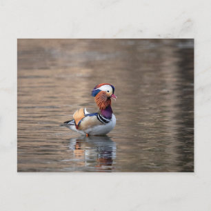 Cartão Postal Mandarin Duck