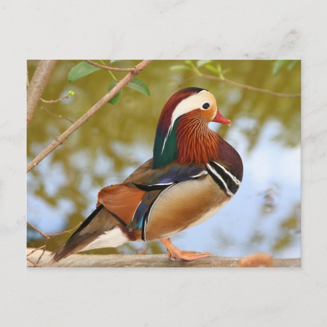 Cartão Postal Mandarin Duck (Frente)