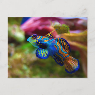 Cartão Postal Mandarin Fish Synchiropus Splendidus