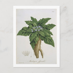 Cartão Postal Mandragora Officinarum de 'Phytographie Medicale