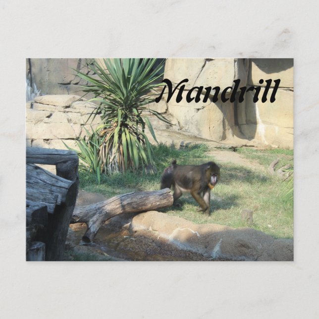 Cartão Postal Mandrill (Frente)
