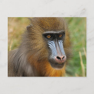Cartão Postal Mandrill