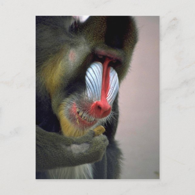 Cartão Postal Mandrill Head (Frente)