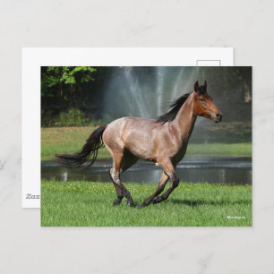 Cartão Postal Mangalarga em frente à fonte