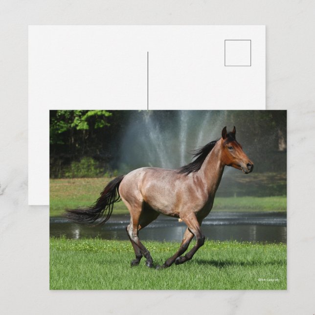 Cartão Postal Mangalarga em frente à fonte (Frente/Verso)