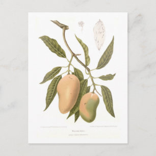 Cartão Postal Mango
