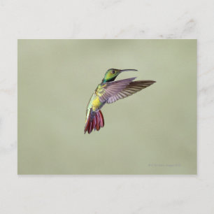 Cartão Postal Mango Hummingbird Anthracocorax 2 de peito verde